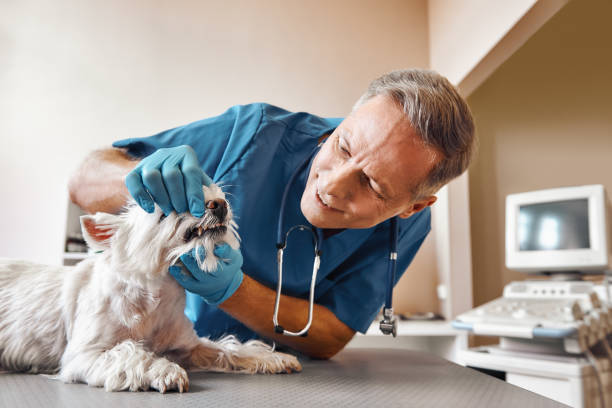 Best Emergency Dental Care for Abscessed Tooth in Ennis, TX